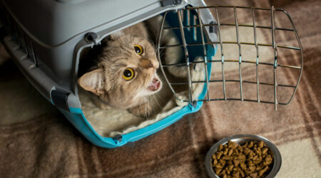 Important things to keep in mind when buying cat food