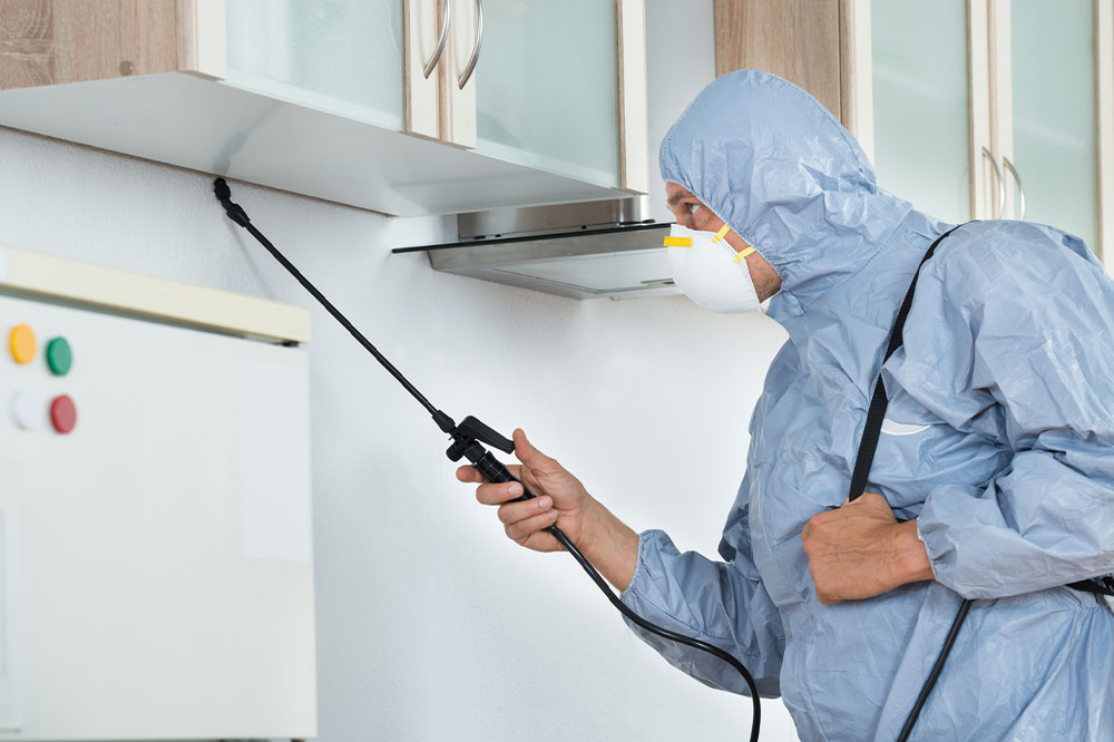 Pest control &#8211; Benefits and top companies