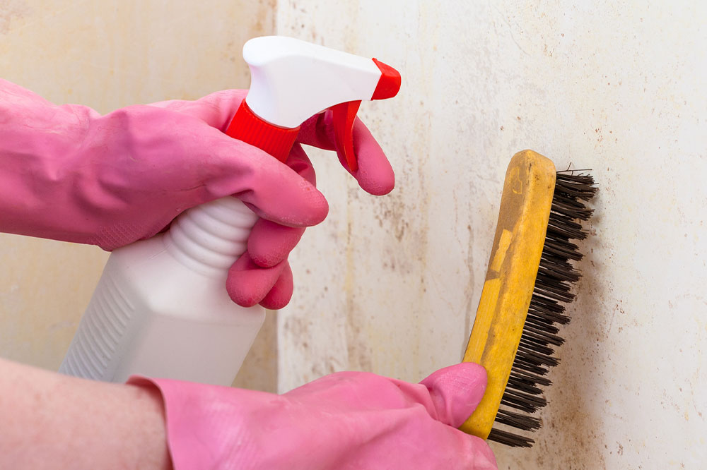 Popular mold removal products and services