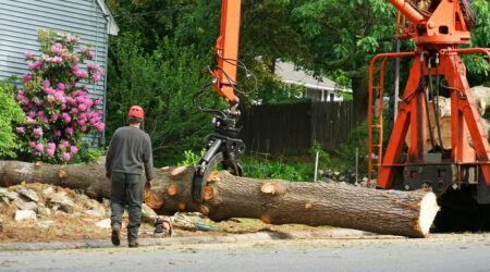 Factors to consider when choosing a tree removal company