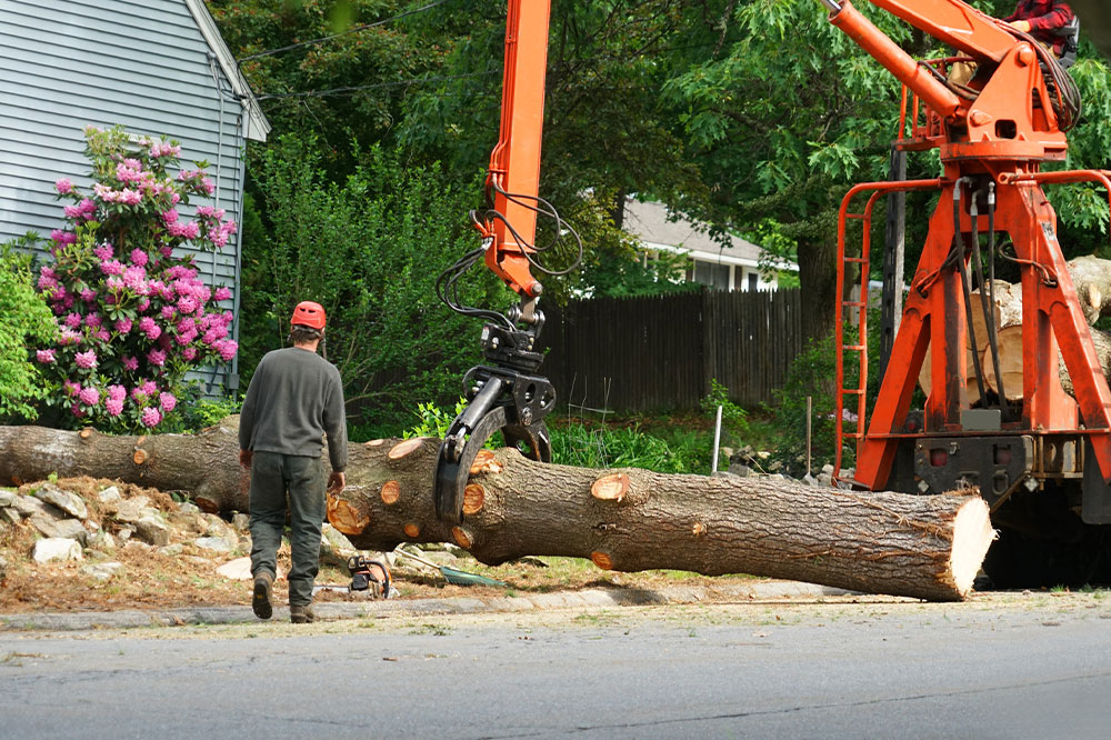 Factors to consider when choosing a tree removal company