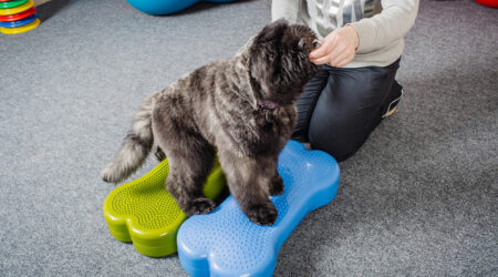 Pet training – Types, courses, and popular centers