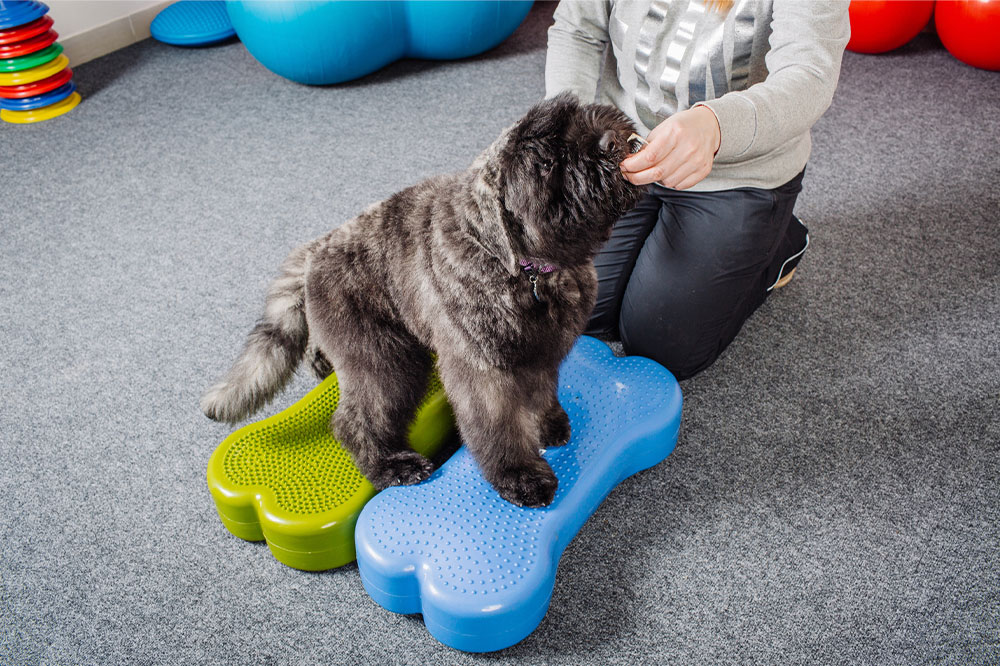 Pet training &#8211; Types, courses, and popular centers